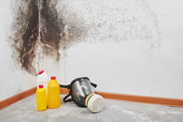 Best Mold Remediation  in Buchanan, VA