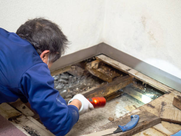 Best Residential Mold Removal  in Buchanan, VA