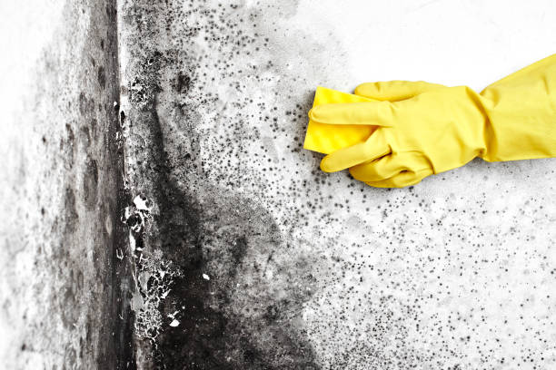 Trusted Buchanan, VA Mold Removal Experts