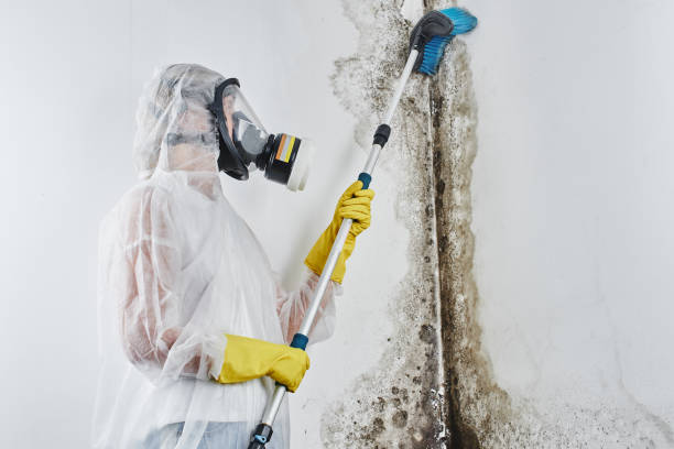 Best Emergency Mold Removal  in Buchanan, VA