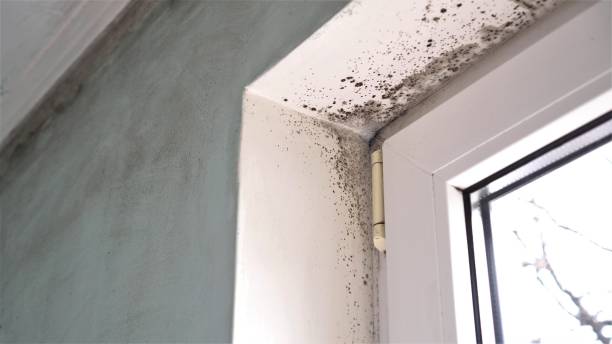 Best Mold Removal Near Me  in Buchanan, VA