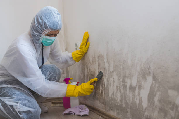 Best Local Mold Removal Service  in Buchanan, VA