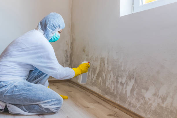 Best Mold Removal and Inspection  in Buchanan, VA