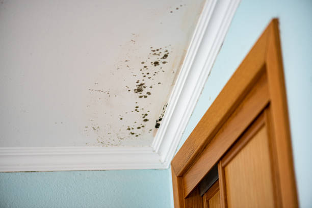 Best Affordable Mold Removal  in Buchanan, VA