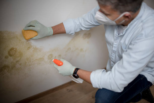 Best Same-Day Mold Removal  in Buchanan, VA