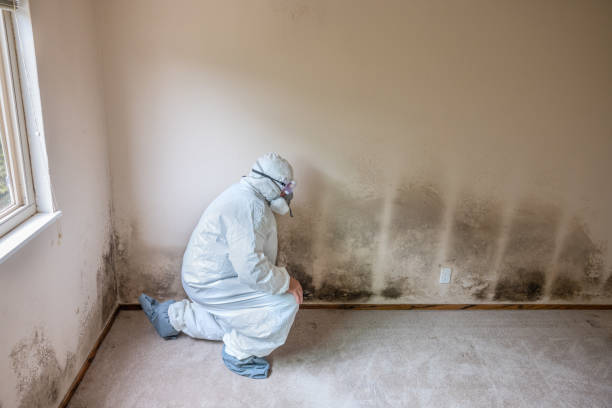 Best Black Mold Removal  in Buchanan, VA