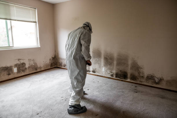 Professional Mold Removal in Buchanan, VA