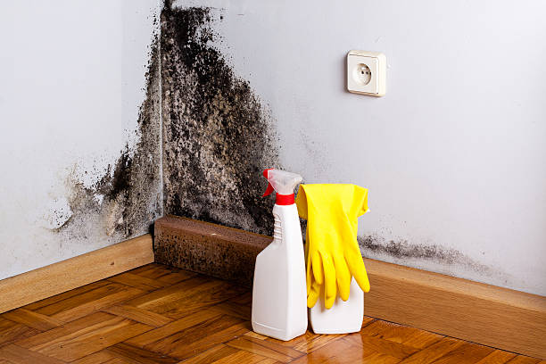 Best Black Mold Removal  in Buchanan, VA