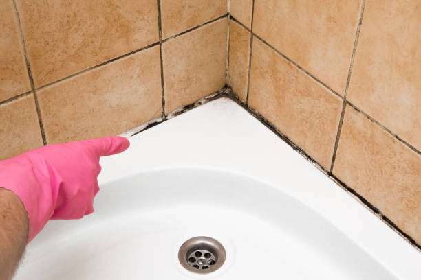 Mold Removal and Inspection in Buchanan, VA