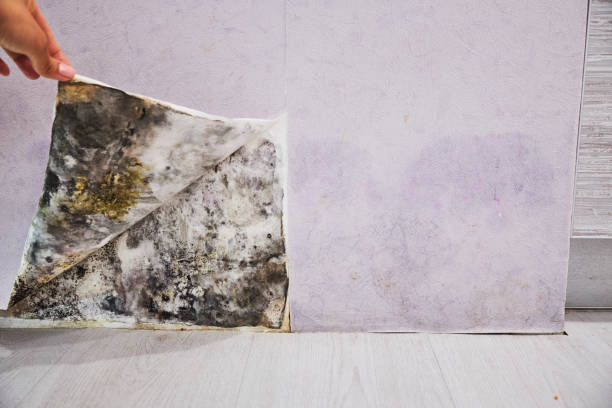 Best Fast Mold Removal  in Buchanan, VA